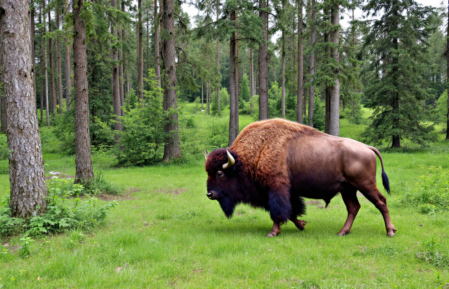 Otwarte Okiennice: Twoje Idealne Miejsce na Wypoczynek na Podlasiu