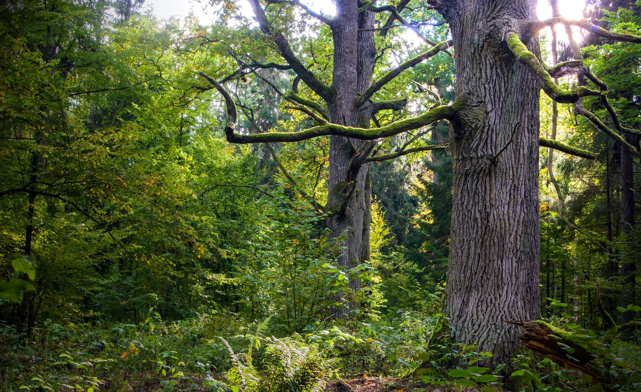 Agroturystyka w Puszczy Białowieskiej: Odkryj Urok Wiejskiego Wypoczynku w Sercu Natury